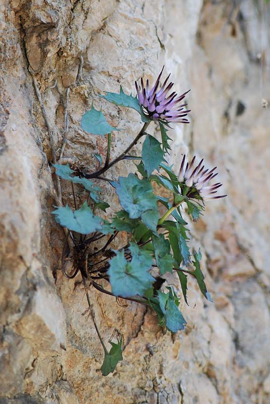 Physoplexis comosa   / Raponzolo di roccia